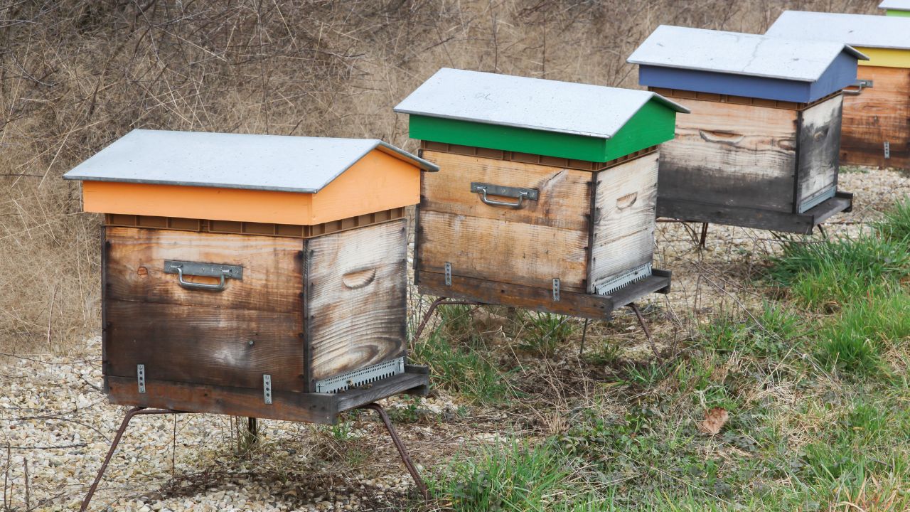 Choosing the Right Beehive: A Beginner's Guide to Honeybee Homes